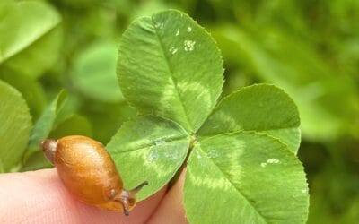 This Post is the Precipice